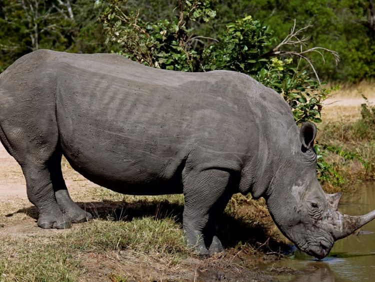 Produktbild: CALVENDO Puzzle Wasserstopp f&uuml;rs Nashorn | 1000 Teile Lege-Gr&ouml;&szlig;e 64x48cm Foto-Puzzle f&uuml;r gl&uuml;ckliche Stunden