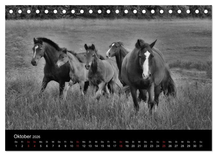 Produktbild: Pferde 2026 Wild Thing (Tischkalender 2026 DIN A5 quer), CALVENDO Monatskalender
