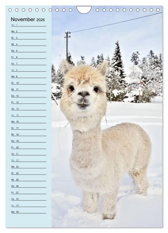 Produktbild: Alpakas zum Knuddeln gerne (Wandkalender 2026 DIN A4 hoch), CALVENDO Monatskalender