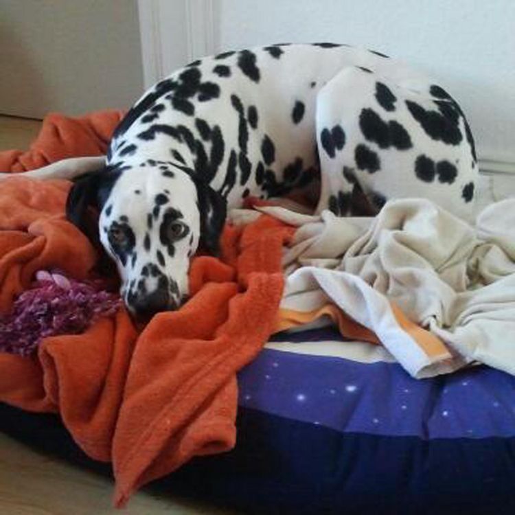 Produktbild: Vom Gl&uuml;ck einen Hund zu haben