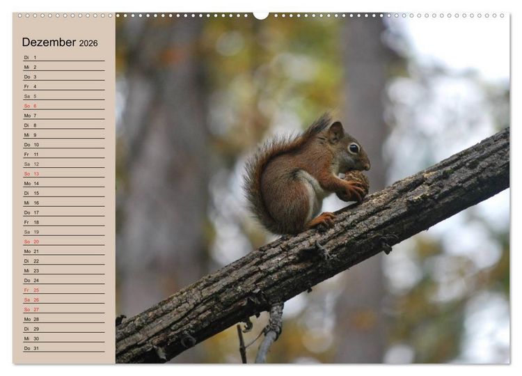 Produktbild: Eichh&ouml;rnchen. Wo sind blo&szlig; die N&uuml;sse? (hochwertiger Premium Wandkalender 2026 DIN A2 quer), Kunstdruck in Hochglanz