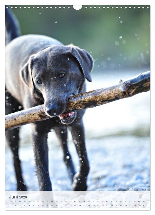 Produktbild: Hundepers&ouml;nlichkeiten (Wandkalender 2026 DIN A3 hoch), CALVENDO Monatskalender
