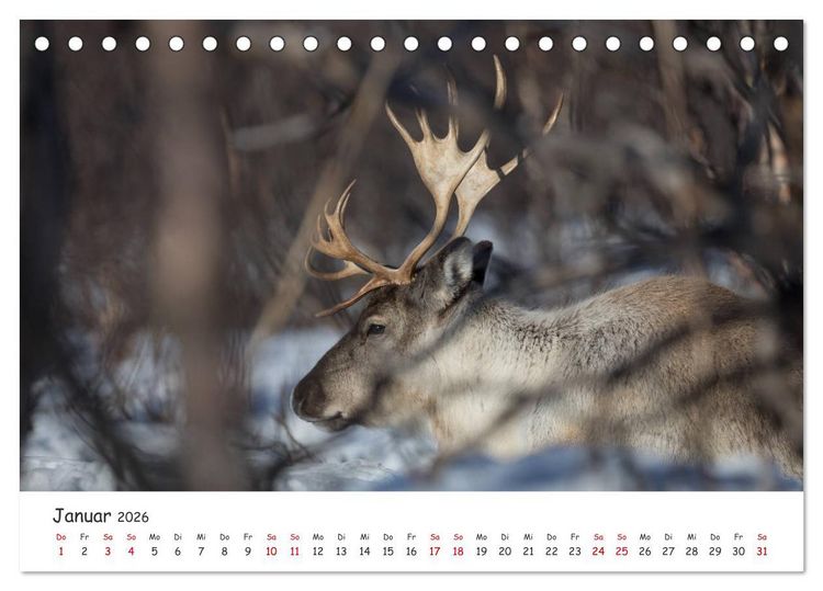 Produktbild: Rentiere (Tischkalender 2026 DIN A5 quer), CALVENDO Monatskalender