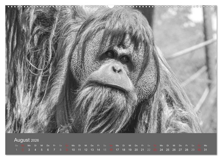 Produktbild: Tierische Augenblicke in Schwarz-Wei&szlig; (hochwertiger Premium Wandkalender 2026 DIN A2 quer), Kunstdruck in Hochglanz