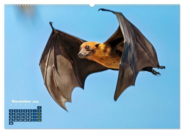 Produktbild: Flughunde - Meister der Nacht (hochwertiger Premium Wandkalender 2026 DIN A2 quer), Kunstdruck in Hochglanz