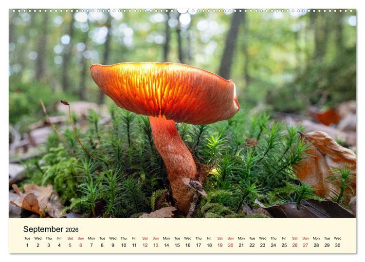 Produktbild: Whispers Beneath the Forest's Moss Mushrooms (Wall Calendar 2026 DIN A2 landscape), CALVENDO 12 Month Wall Calendar