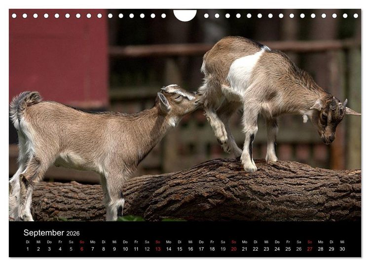 Produktbild: Zwergziegen (Wandkalender 2026 DIN A4 quer), CALVENDO Monatskalender