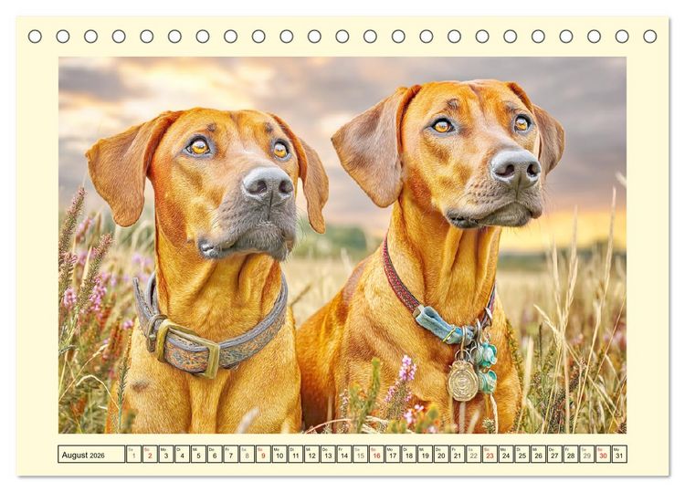Produktbild: Rhodesian Ridgeback. Kraft und Sanftmut in vollkommener Balance (Tischkalender 2026 DIN A5 quer), CALVENDO Monatskalender