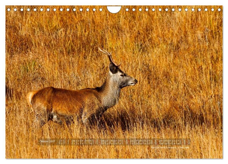 Produktbild: Faszination Schottland 2027 (Wandkalender 2027 DIN A4 quer), CALVENDO Monatskalender