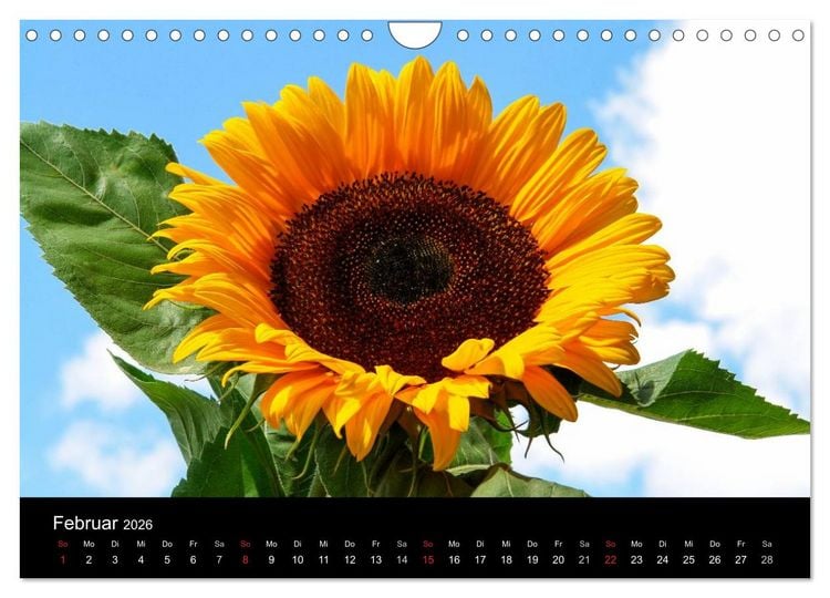 Produktbild: Sonnenblumen (Wandkalender 2026 DIN A4 quer), CALVENDO Monatskalender
