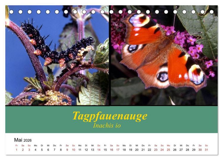 Produktbild: Zwei Leben, Raupe und Schmetterling (Tischkalender 2026 DIN A5 quer), CALVENDO Monatskalender