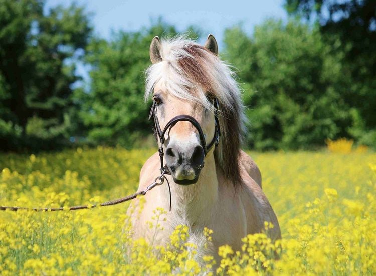 Produktbild: Erwachsenenpuzzle 500 Teile - Pferd im Rapsfeld