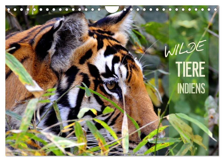 Produktbild: Wilde Tiere Indiens (Wandkalender 2026 DIN A4 quer), CALVENDO Monatskalender
