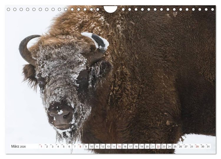 Produktbild: Emotionale Momente: Der Wisent. (Wandkalender 2026 DIN A4 quer), CALVENDO Monatskalender