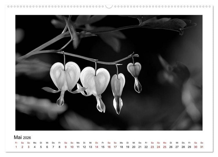 Produktbild: Die grafische Sch&ouml;nheit der Pflanzen &ndash; Schwarz-Wei&szlig; (hochwertiger Premium Wandkalender 2026 DIN A2 quer), Kunstdruck in Hochglanz