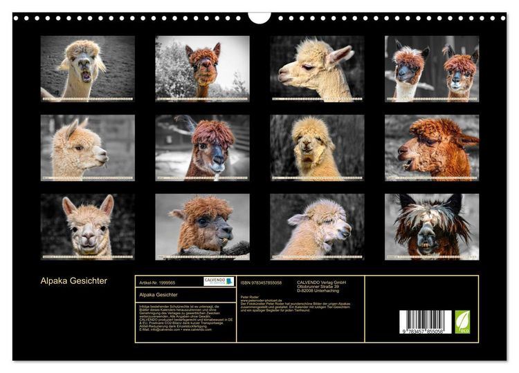 Produktbild: Alpaka Gesichter (Wandkalender 2026 DIN A3 quer), CALVENDO Monatskalender