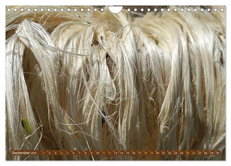 Produktbild: SISAL - von der Pflanze zum Produkt (Wandkalender 2027 DIN A4 quer), CALVENDO Monatskalender