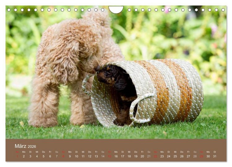 Produktbild: Pudel (Wandkalender 2026 DIN A4 quer), CALVENDO Monatskalender