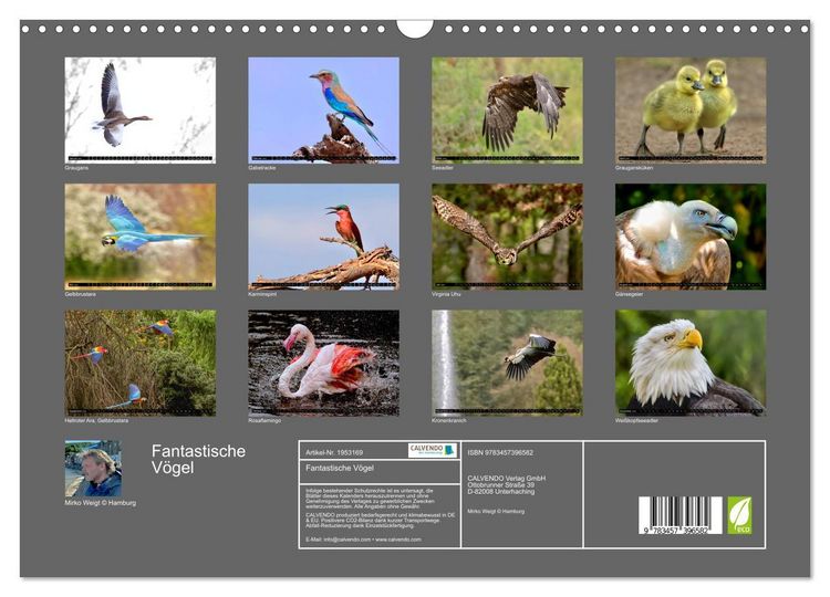 Produktbild: Fantastische V&ouml;gel (Wandkalender 2026 DIN A3 quer), CALVENDO Monatskalender