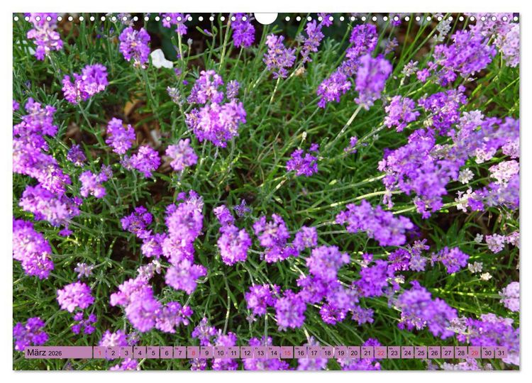 Produktbild: Farbzauber Lavendel (Wandkalender 2026 DIN A3 quer), CALVENDO Monatskalender