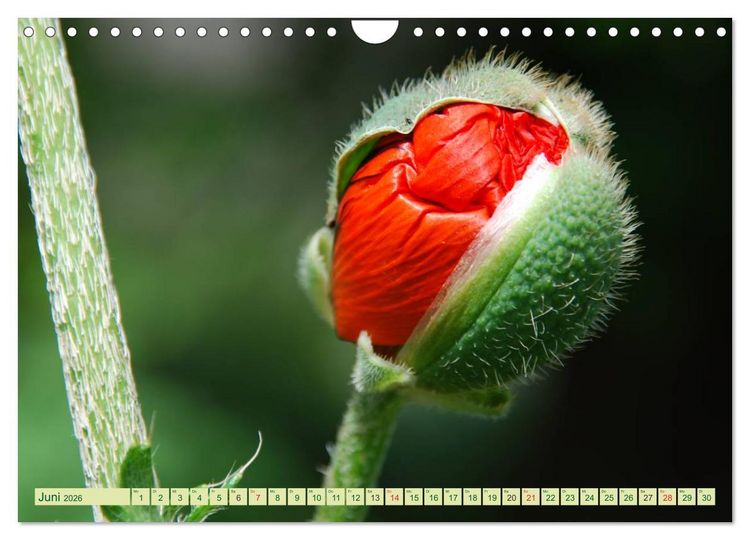 Produktbild: MOHNBL&Uuml;TEN (Wandkalender 2026 DIN A4 quer), CALVENDO Monatskalender