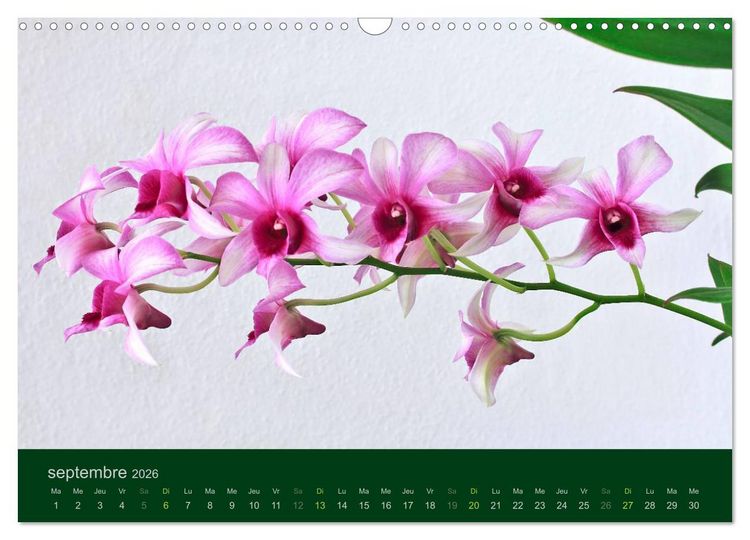Produktbild: Les Orchid&eacute;es (Calendrier mural 2026 DIN A3 vertical), CALVENDO calendrier mensuel