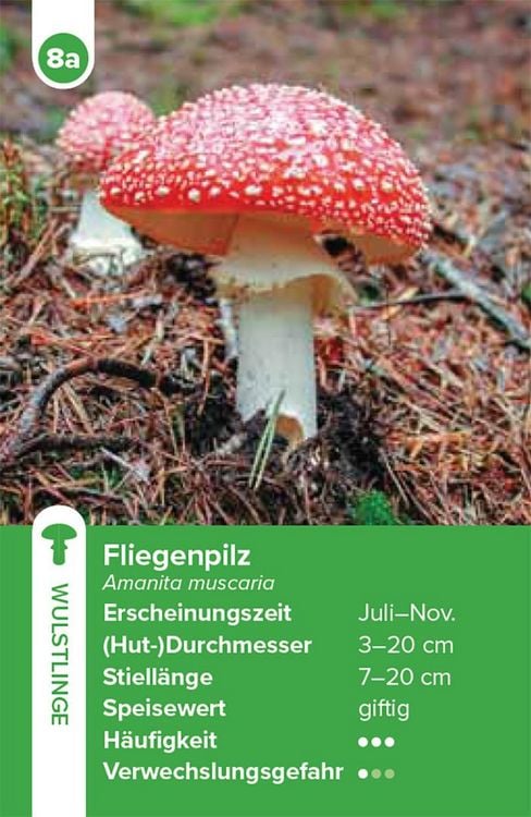 Produktbild: Einheimische Pilze &ndash; das Quartett-Spiel