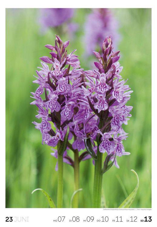 Produktbild: Natur Wochenkalender 2027