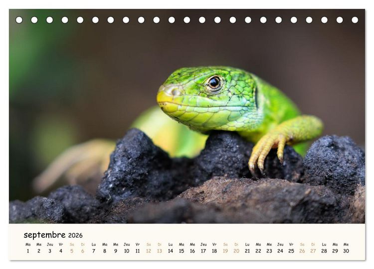 Produktbild: Les voisins du jardin - Une ann&eacute;e de rencontres (Calendrier de bureau 2026 DIN A5 vertical), CALVENDO calendrier mensuel