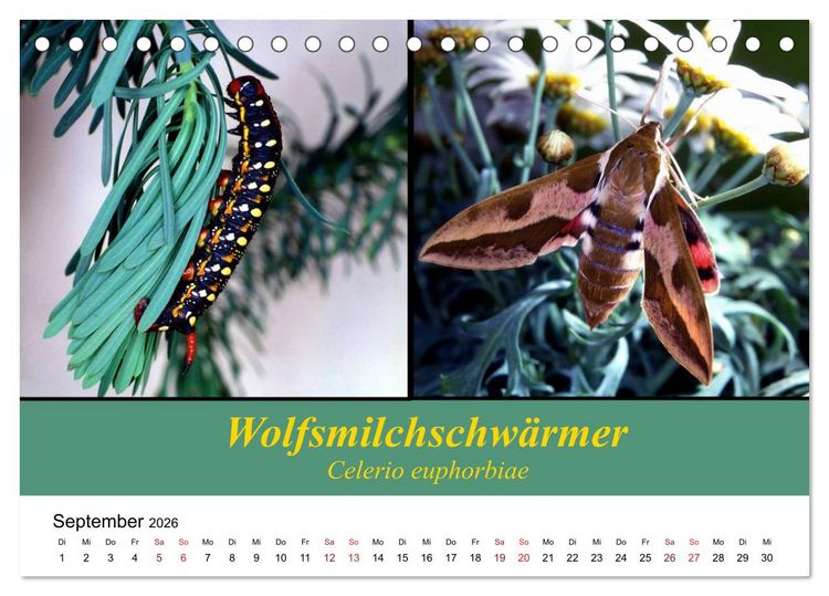 Produktbild: Zwei Leben, Raupe und Schmetterling (Tischkalender 2026 DIN A5 quer), CALVENDO Monatskalender