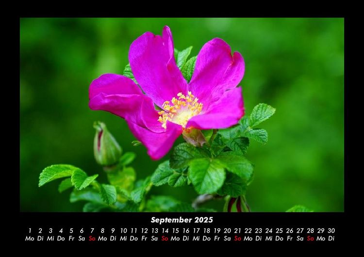 Produktbild: Rosentraum 2025 Fotokalender DIN A3