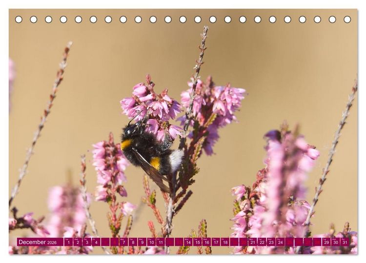 Produktbild: Just lovely - the power of pink heather blossom beauty (Desk Calendar 2026 DIN A5 landscape), CALVENDO 12 Month DeskCalendar