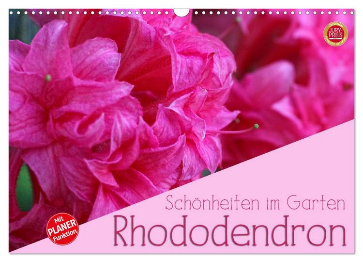 Produktbild: Rhododendron Sch&ouml;nheiten im Garten (Wandkalender 2026 DIN A3 quer), CALVENDO Monatskalender