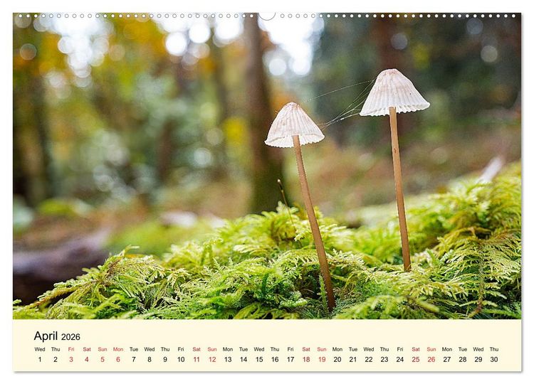 Produktbild: Whispers Beneath the Forest's Moss Mushrooms (Wall Calendar 2026 DIN A2 landscape), CALVENDO 12 Month Wall Calendar