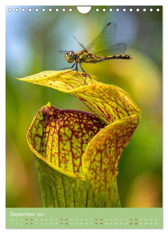 Produktbild: Bizarre Carnivores (Wall Calendar 2027 DIN A4 portrait), CALVENDO 12 Month Wall Calendar