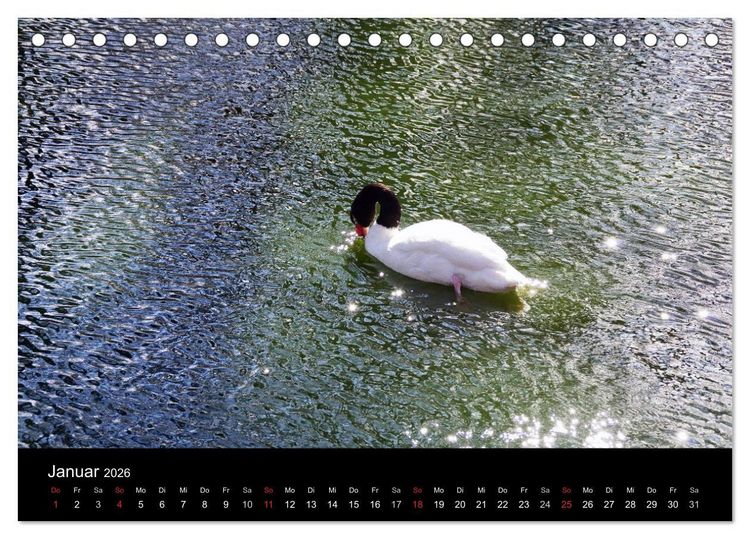 Produktbild: Welt der Tiere (Tischkalender 2026 DIN A5 quer), CALVENDO Monatskalender