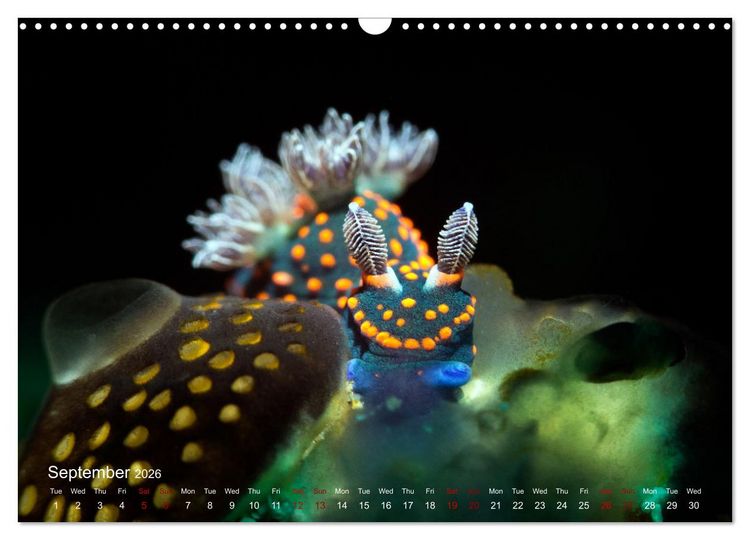 Produktbild: Diving in Indonesia - BEAUTIFUL NUDIBRANCHS (Wall Calendar 2026 DIN A3 landscape), CALVENDO 12 Month Wall Calendar