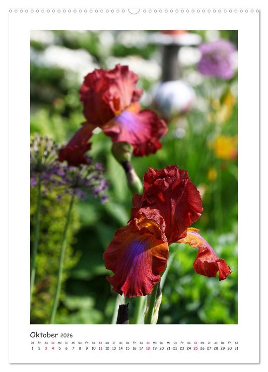 Produktbild: Traumhafte Iris (Wandkalender 2026 DIN A2 hoch), CALVENDO Monatskalender