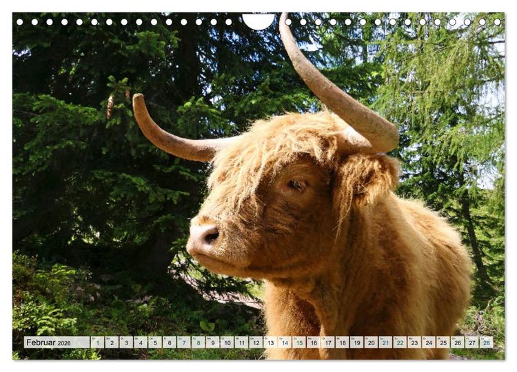 Produktbild: K&uuml;he im Einklang mit der Natur (Wandkalender 2026 DIN A4 quer), CALVENDO Monatskalender