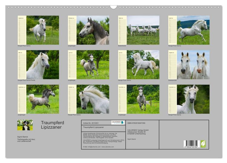 Produktbild: Traumpferd Lipizzaner (Wandkalender 2026 DIN A2 quer), CALVENDO Monatskalender