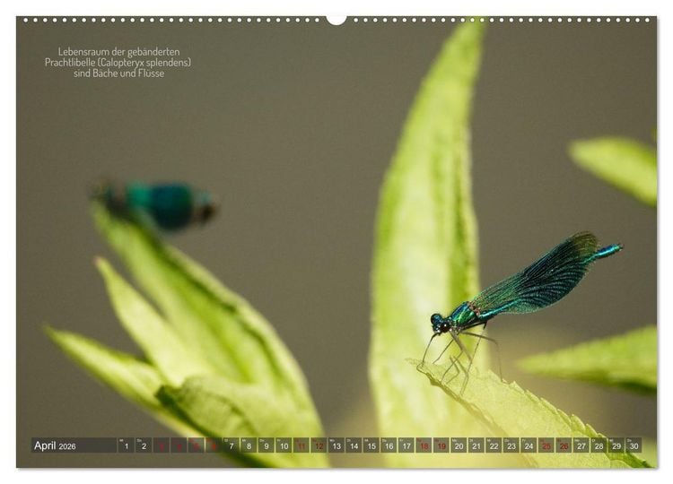 Produktbild: Frankens Insekten (hochwertiger Premium Wandkalender 2026 DIN A2 quer), Kunstdruck in Hochglanz