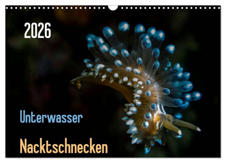 Produktbild: Unterwasser - Nacktschnecken 2026 (Wandkalender 2026 DIN A3 quer), CALVENDO Monatskalender