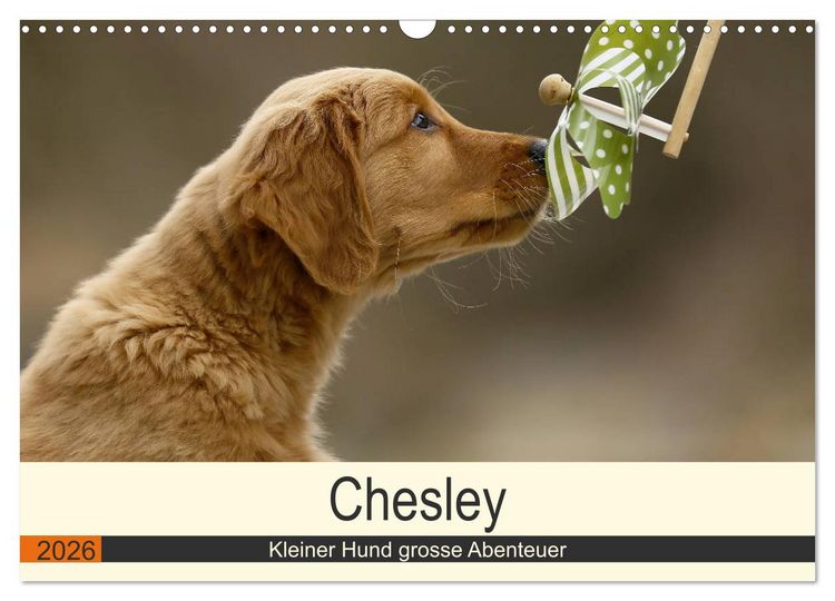 Produktbild: Chesley Kleiner Hund grosse Abenteuer (Wandkalender 2026 DIN A3 quer), CALVENDO Monatskalender