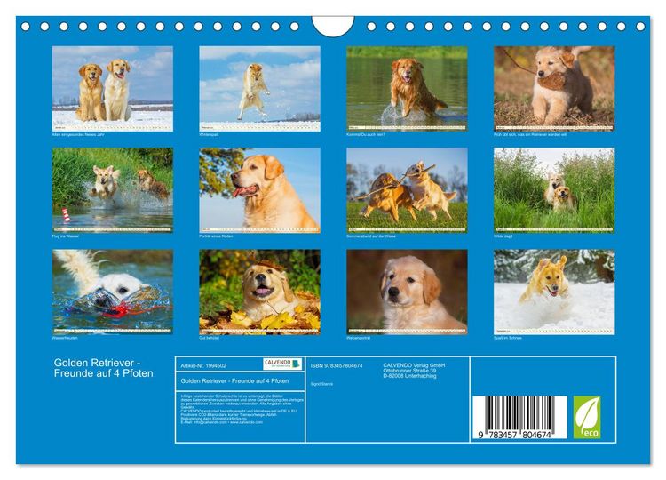 Produktbild: Golden Retriever - Freunde auf 4 Pfoten (Wandkalender 2026 DIN A4 quer), CALVENDO Monatskalender