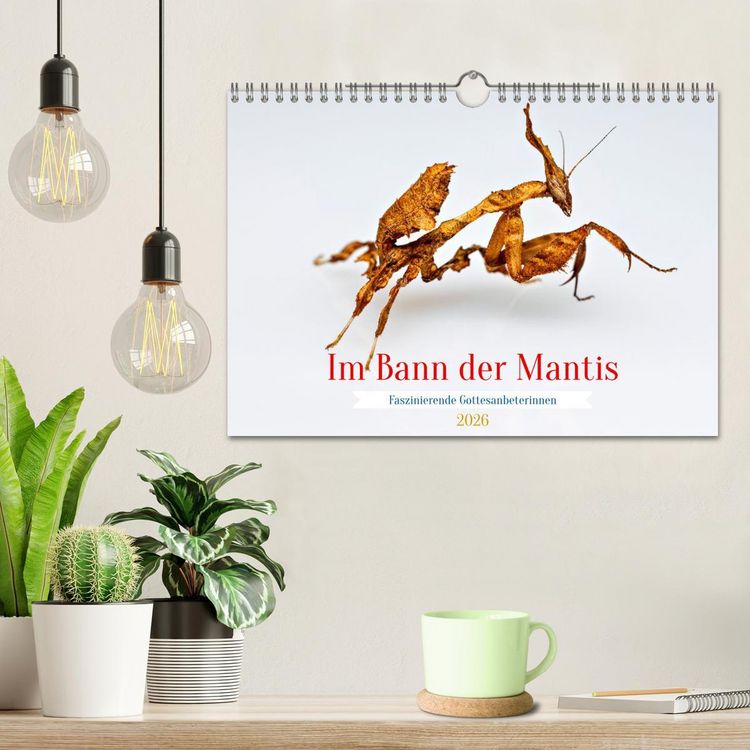 Produktbild: Im Bann der Mantis (Wandkalender 2026 DIN A4 quer), CALVENDO Monatskalender