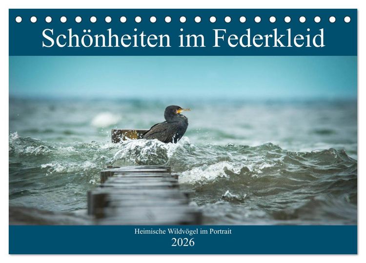 Produktbild: Sch&ouml;nheiten im Federkleid - Heimische Wildv&ouml;gel im Portrait (Tischkalender 2026 DIN A5 quer), CALVENDO Monatskalender