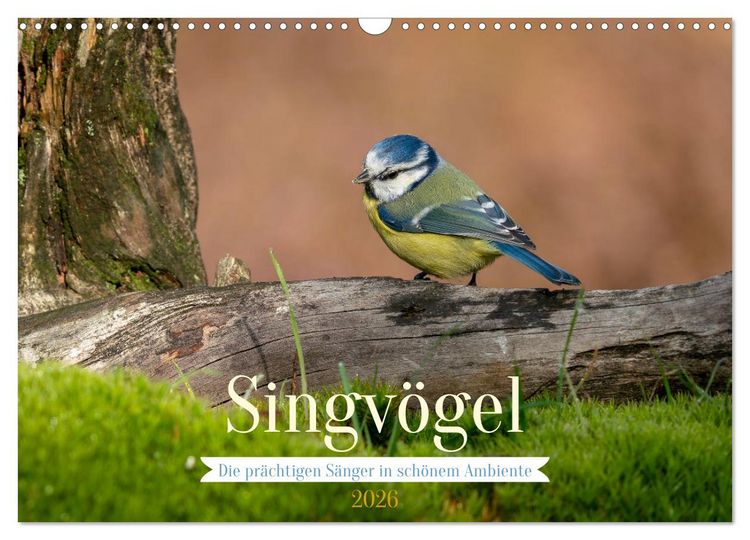 Produktbild: SINGV&Ouml;GEL - Die pr&auml;chtigen S&auml;nger in sch&ouml;nem Ambiente (Wandkalender 2026 DIN A3 quer), CALVENDO Monatskalender