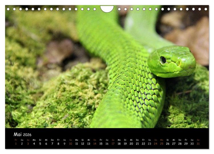 Produktbild: Reptilien 2026 (Wandkalender 2026 DIN A4 quer), CALVENDO Monatskalender