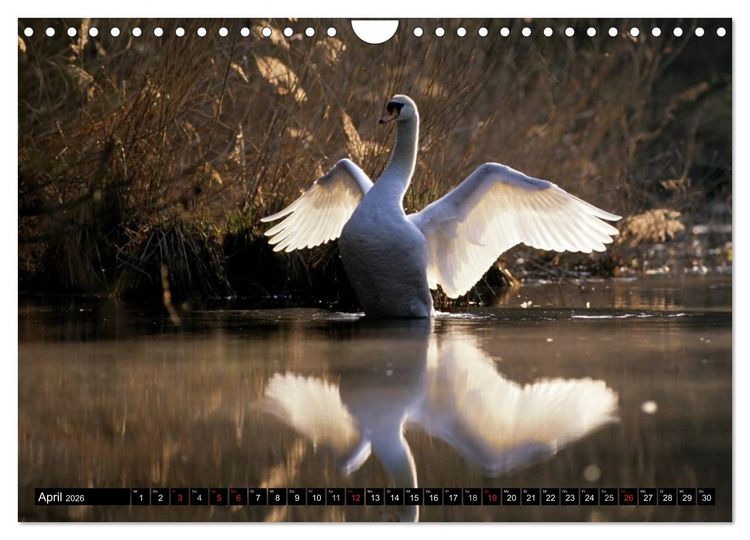 Produktbild: SCHW&Auml;NE. (Wandkalender 2026 DIN A4 quer), CALVENDO Monatskalender
