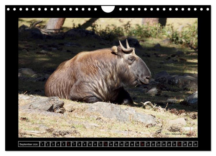 Produktbild: Bhutan Druk Yul 2026 (Wandkalender 2026 DIN A4 quer), CALVENDO Monatskalender